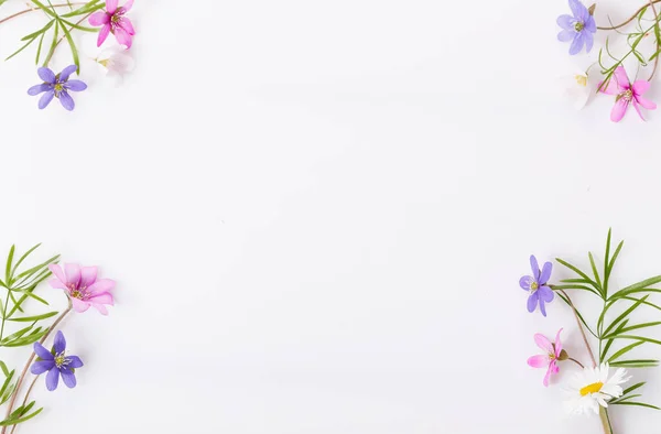 Delicate small wildflowers in pink, blue, purple on a white background — Stockfoto