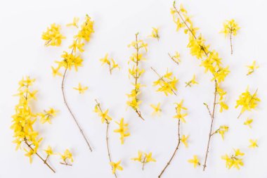 Beyaz arka planda sarı çiçeklerle kaplı Forsythia dalları