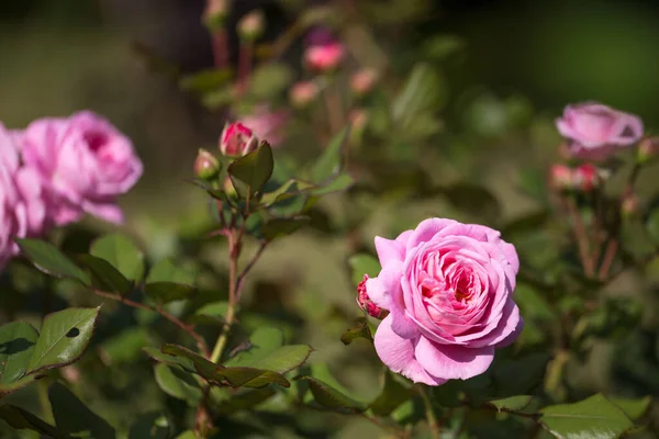 Pink rose Rosengrafin Marie Henriette in summer garden, sunny day — Stock Photo, Image