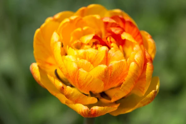 Lussureggiante e grande doppio tulipano fiore giallo-arancio Angelique arancione da vicino — Foto Stock