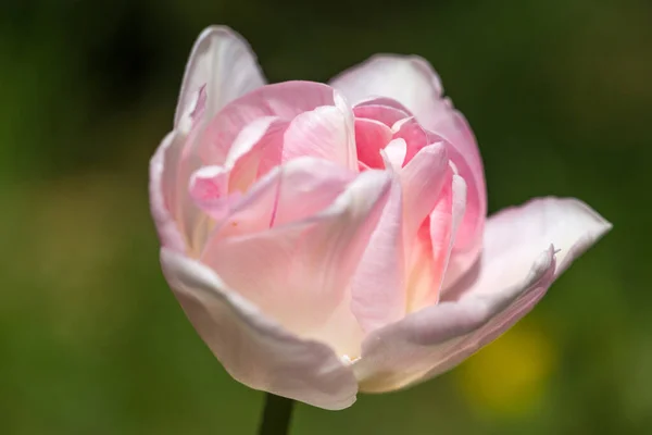 Грациозный, двойной, мягкий розовый цветок тюльпана Анжелики крупным планом — стоковое фото