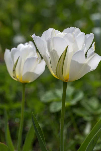 Semi-duplo, flores brancas perfumadas inflamadas com verde, tulipa imperador exótico de perto — Fotografia de Stock