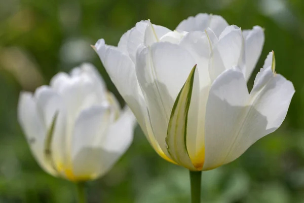 Semi-double, fragrant white flowers flamed with green, Tulip Exotic Emperor close up — Stock Photo, Image