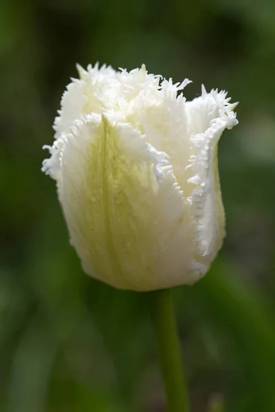 Weiße Fransenblüten, die gezackten Blütenblätter Tulpenhoneymoon aus nächster Nähe — Stockfoto