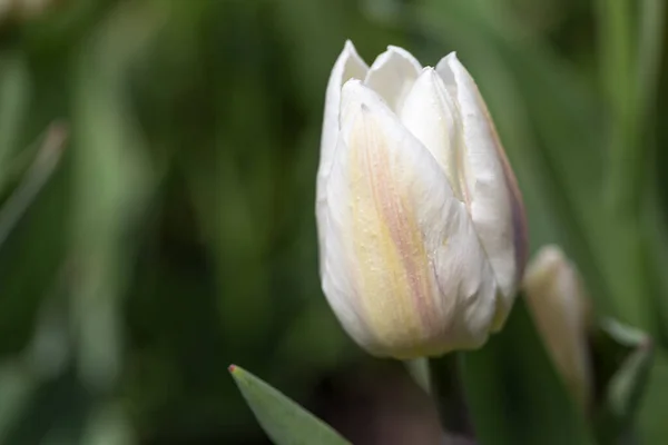 Белые тюльпаны одинокого раннего кокетта крупным планом — стоковое фото