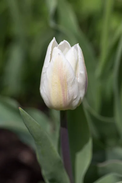 Белые тюльпаны одинокого раннего кокетта крупным планом — стоковое фото