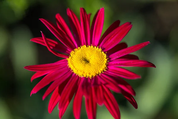 Red Pyrethrum Persian Daisy Lat Pyrethrum Roseum Close — Stock Photo, Image