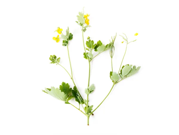 Medicinsk Växt Celandine Blommor Isolerad Vit Bakgrund — Stockfoto