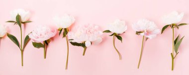 Şakayık pembe pastel arka planda yakın çekim