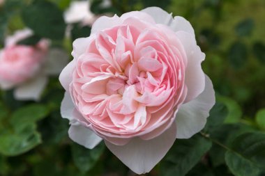 Pink rose Gentle Hermione in summer garden