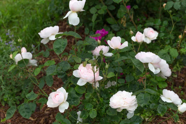 Mawar Merah Muda Lembut Hermione Taman Musim Panas — Stok Foto