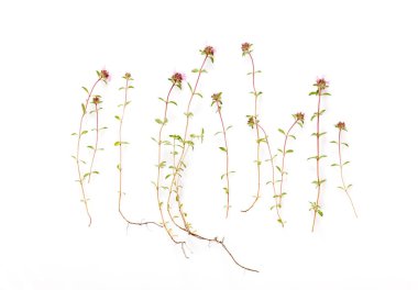 Kekik çiçekleri, beyaz arka planda çiçek açan aromatik bitkiler, düz uzanmış