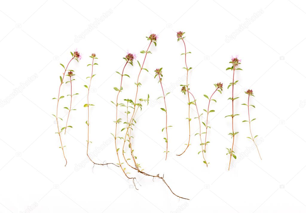 Thyme flowers,aromatic herb in bloom in white background, flat lay