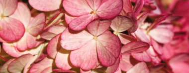 Burgundy renk ortanca çiçekleri deseni tam kare arkaplan arkaplan görünümünü kapatır. Çiçek dokusu. Pankart