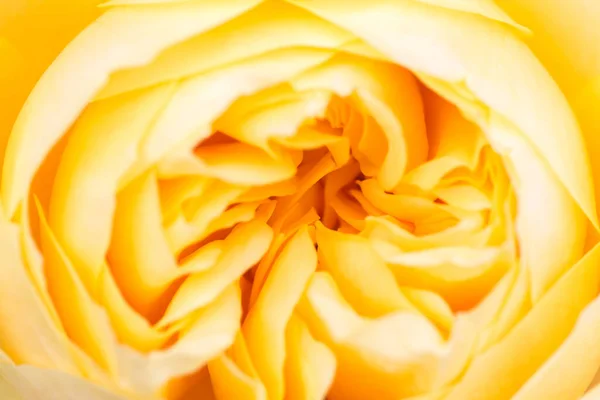 Petals Bright Yellow Rose Close Abstract Yellow Floral Background Shallow — Stockfoto