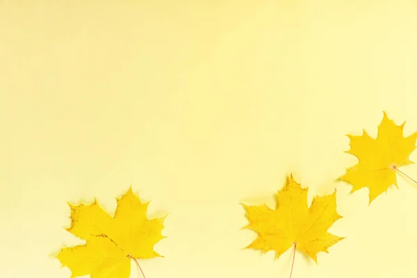 Autumn Yellow Maple Leaves Yellow Background Autumn Leaf Fall Concept — Zdjęcie stockowe