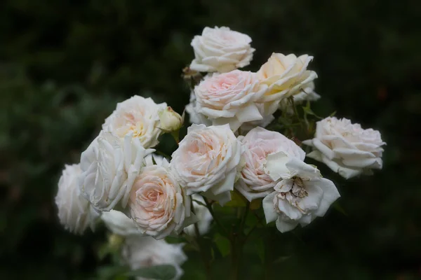 Hybrid Tea Rose Flowers Appear Wonderful Clusters Very Elegant Flower —  Fotos de Stock