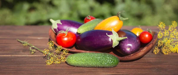 Fresh Vegetables Garden Eggplant Tomatoes Cucumbers Dill Wooden Table Blurred — Foto Stock