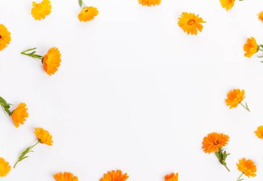 Calendula, frame from marigold flower on white background. Top view. Flat lay pattern, summer or autumn concept