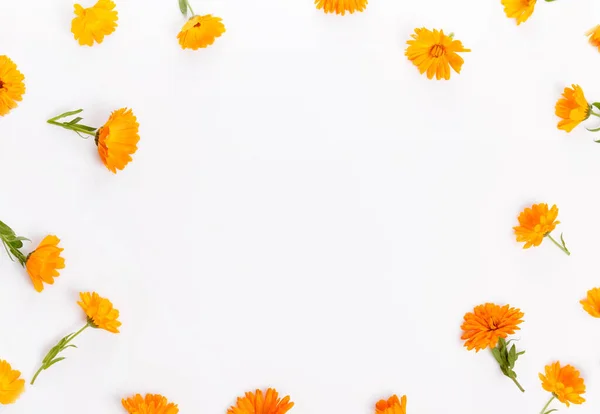 Calendula Frame Marigold Flower White Background Top View Flat Lay — Stockfoto