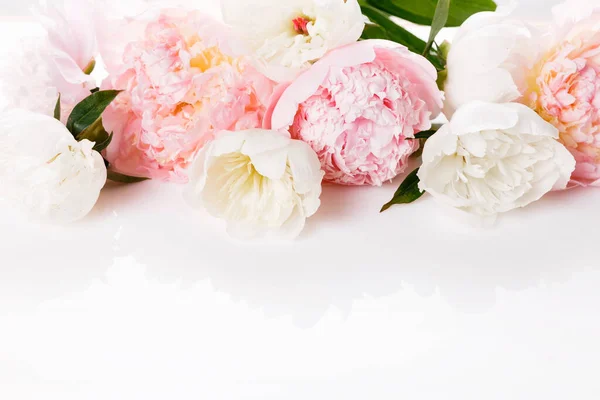 Bandera Romántica Delicadas Flores Peonías Blancas Cerca Pétalos Rosados Fragantes —  Fotos de Stock