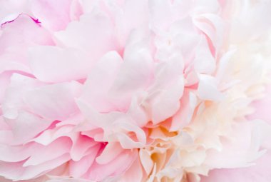 Odaklanmamış pembe şakayık yapraklar, soyut romantizm geçmişi, pastel ve yumuşak çiçek kartı.