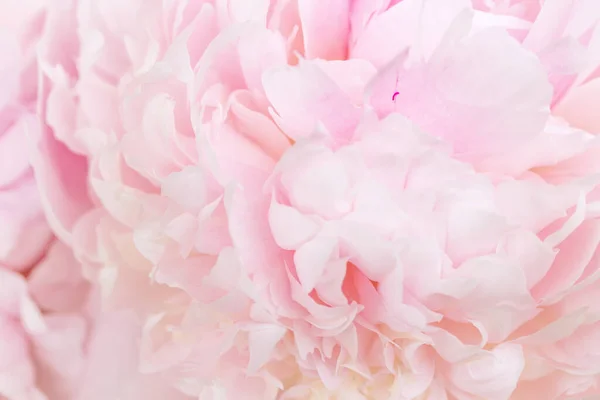 Nieostre Różowe Płatki Piwonii Abstrakcyjne Tło Romantyczne Pastelowa Miękka Kartka — Zdjęcie stockowe
