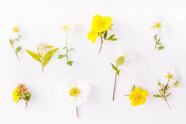 Beyaz arkaplanda beyaz ve sarı renkli düğün çiçeği seti Cinquefoil, anemone, papatya, spirea. Botanik kavramı