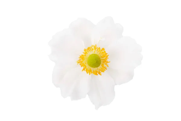 White Flower Anemone Isolated White Background Close Japanese Anemone — Stock Photo, Image
