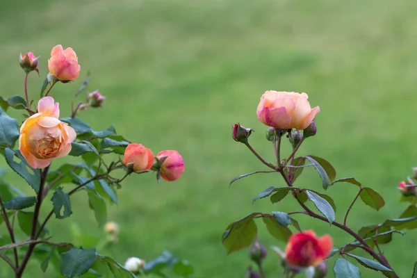 Graceful Shoots Roses Buds Green Garden Background — Stock Photo, Image