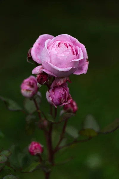 Wdzięczne Pędy Średnio Różowych Róż Pączkami Ciemnozielonym Tle Ogrodu Jesienny — Zdjęcie stockowe