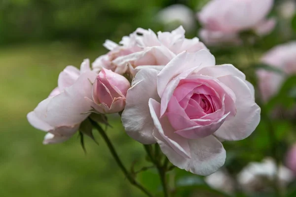 Wonderful Clusters Very Elegant Buds Flower Rose Blooms Lovely Glowing — Stock Photo, Image