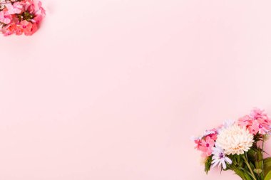 Sonbahar yaratıcı kompozisyon yıldızları, pembe arka planda ortanca çiçekleri. Sonbahar, sonbahar arkaplanı. Düz konum, üst görünüm, kopyalama alanı