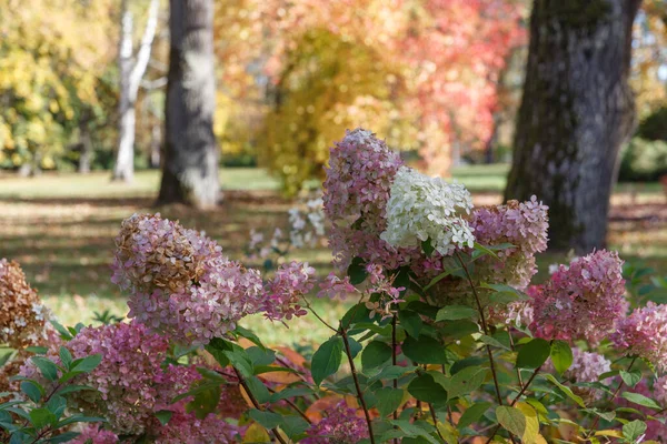 Jesienne Kwitnienie Hidrangei Panikulowanej Tle Dębu Jesiennym Ogrodzie Złota Jesień — Zdjęcie stockowe