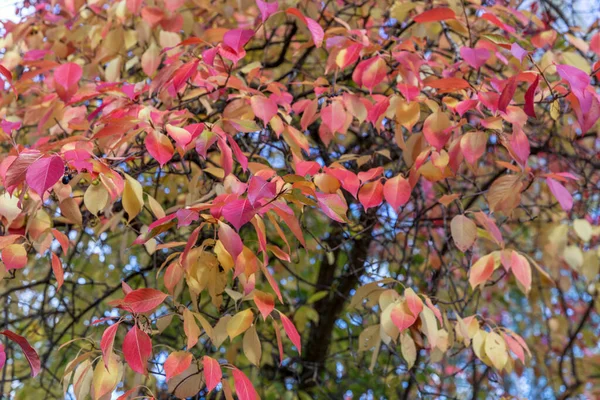 Herbstbaum Mit Rotem Und Gelbem Laub Park Goldener Herbst Landschaftspark — Stockfoto