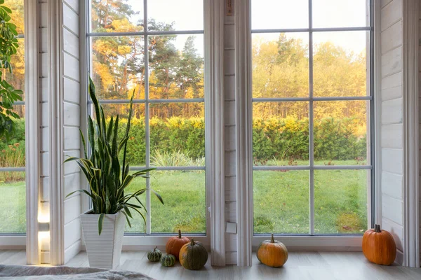 Bright photo studio interior with big window, high ceiling, white wooden floor, golden autumn, pumpkin