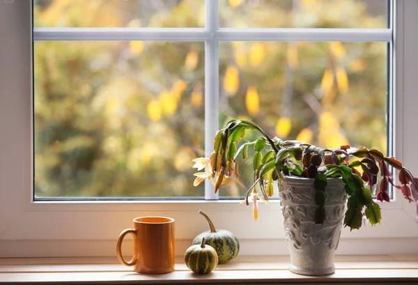 Orangenbecher Kürbis Und Gelbe Weihnachtskakteen Blühen Auf Der Fensterbank Fenster — Stockfoto