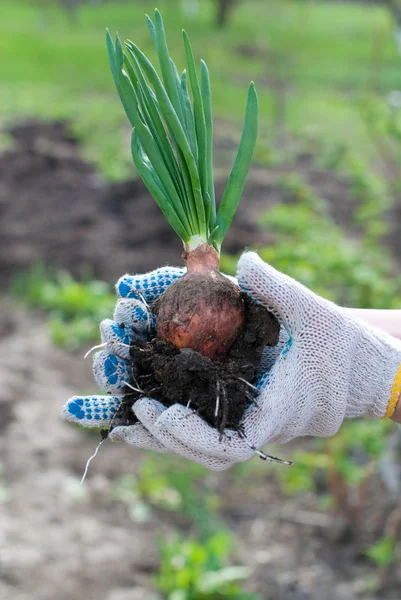 Opere da giardino — Foto Stock