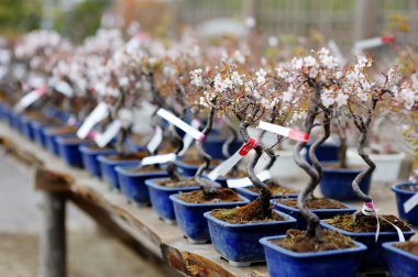 satır bonsai ağaçlar