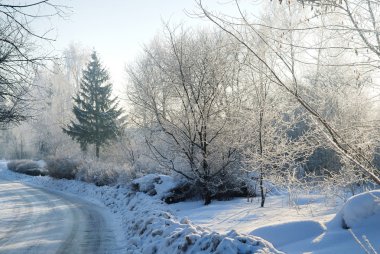 Karla kaplı ağaçlar