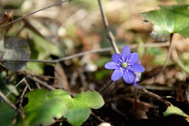 vroege voorjaar hepatica bloem