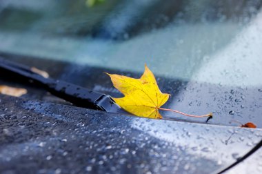 Sonbahar akçaağaç yaprağı