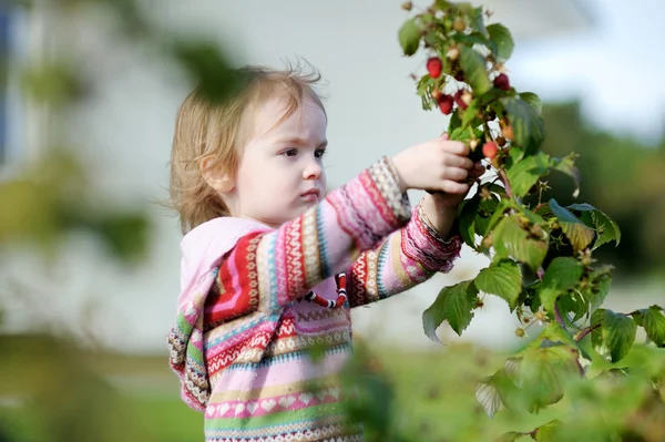 Adorable niña recogiendo frambuesas — Foto de Stock