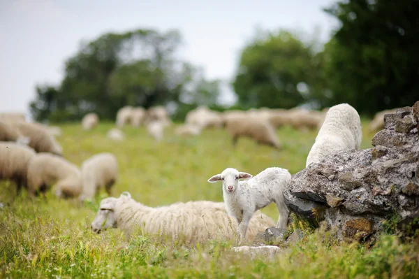 Herd on sheep in Italy — Stock Photo, Image