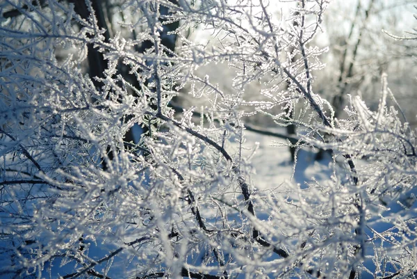 Ramo d'albero congelato — Foto Stock