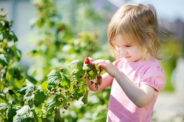 Entzückendes Mädchen pflückt Himbeeren im Garten — Stockfoto