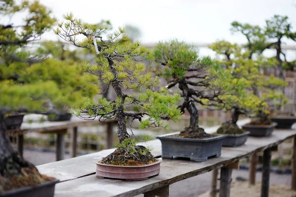 Row of bonsai trees — Stock Photo, Image