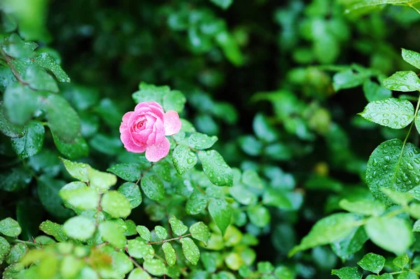 Belle rose rose avec des gouttelettes d'eau après la pluie — Photo