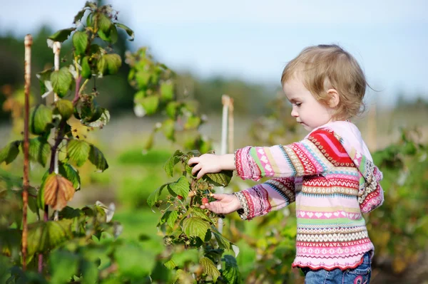 Adorable toddler girl picking raspberries — Stock Photo, Image