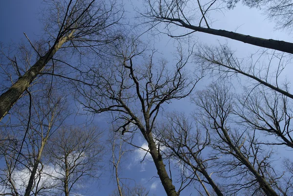 Гигантские деревья на голубом небе — стоковое фото